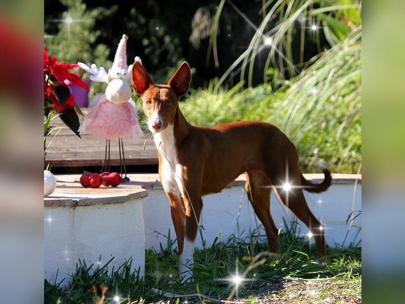Socks wünscht sich ein eigenes Körbchen