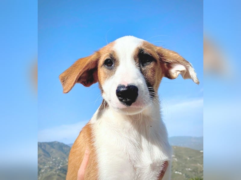 Mocca wünscht sich ein Für-Immer-Zuhause