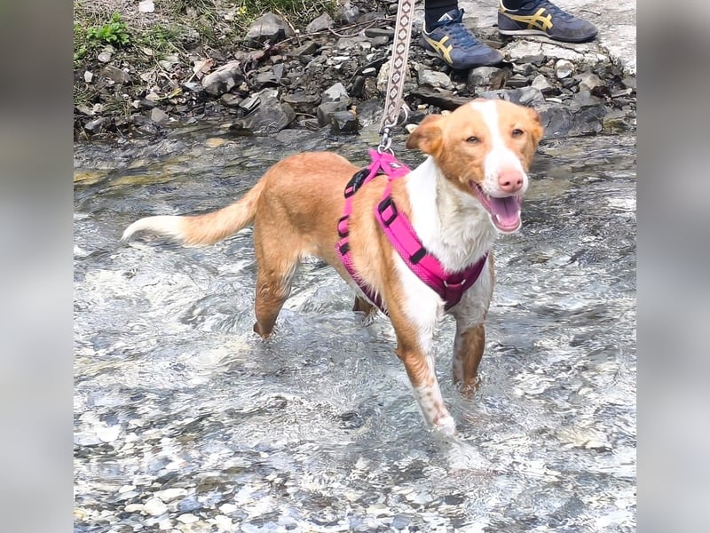 CHESTER - ein Hund zum Verlieben sucht seine Familie