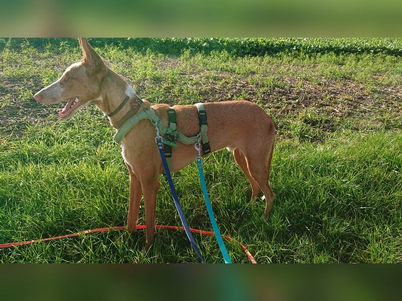 Xenon - fröhlich und sozial