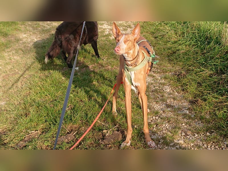 Xenon - fröhlich und sozial