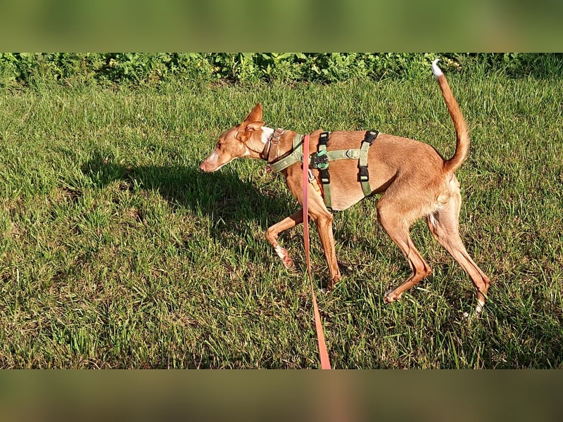 Xenon - fröhlich und sozial