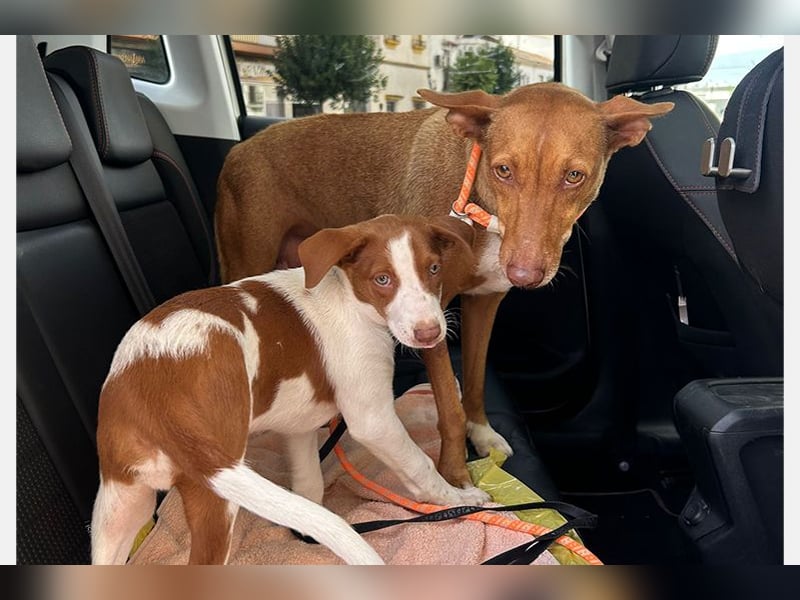 Ween (TO) liebevoll und sanft