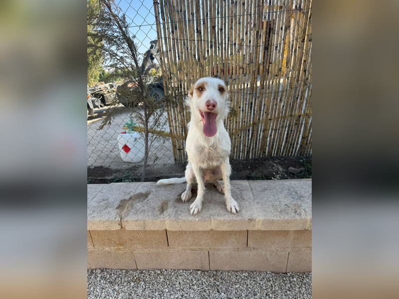 Anton(JA) fröhlicher Hundebub