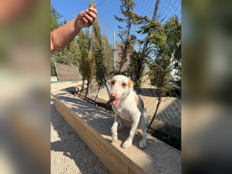 Anton(JA) fröhlicher Hundebub