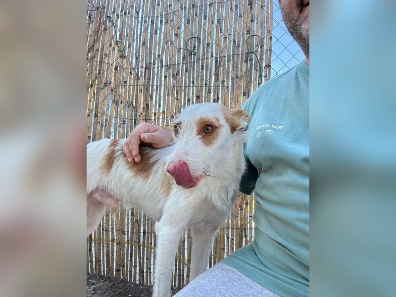 Anton(JA) fröhlicher Hundebub