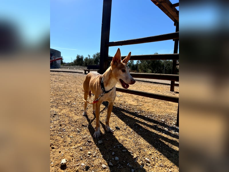 Gloria(TO) wunderschöne Hundemaus