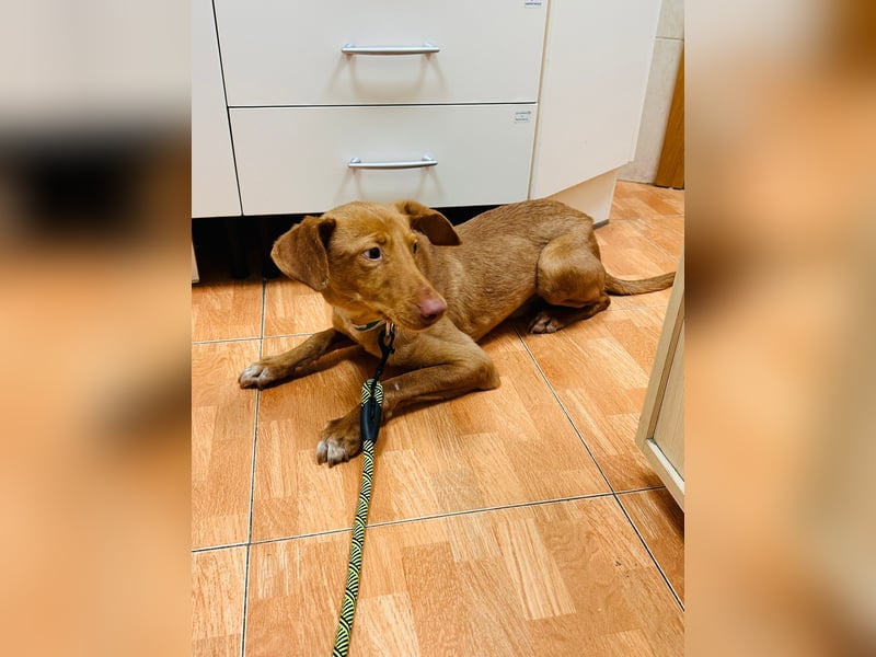 Zeus(JA) wunderschöner Bube sucht sein Zuhause