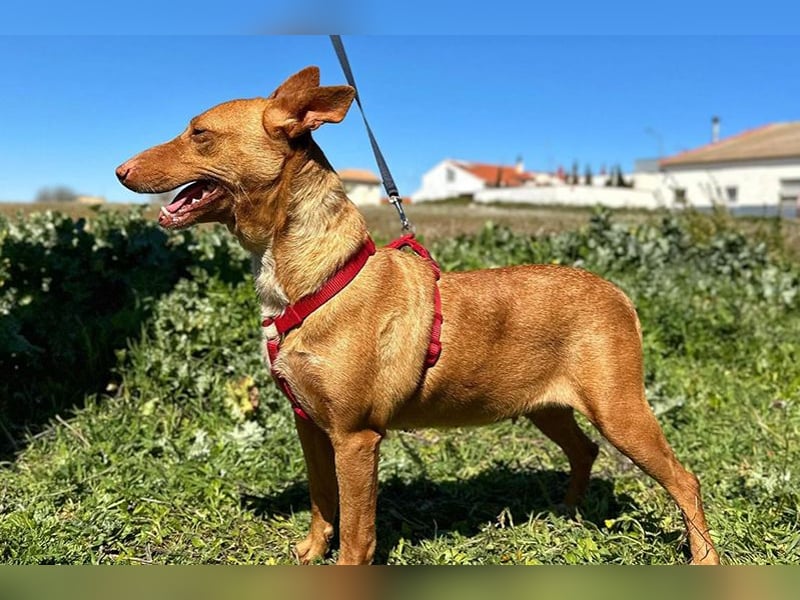 Sonia (LR) liebevolle, menschenbezogene und energiegeladene Hündin