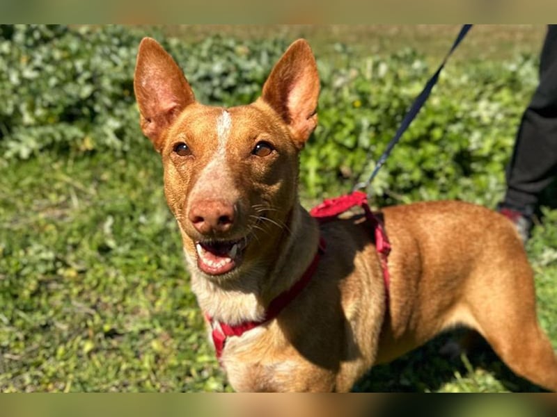 Sonia (LR) liebevolle, menschenbezogene und energiegeladene Hündin