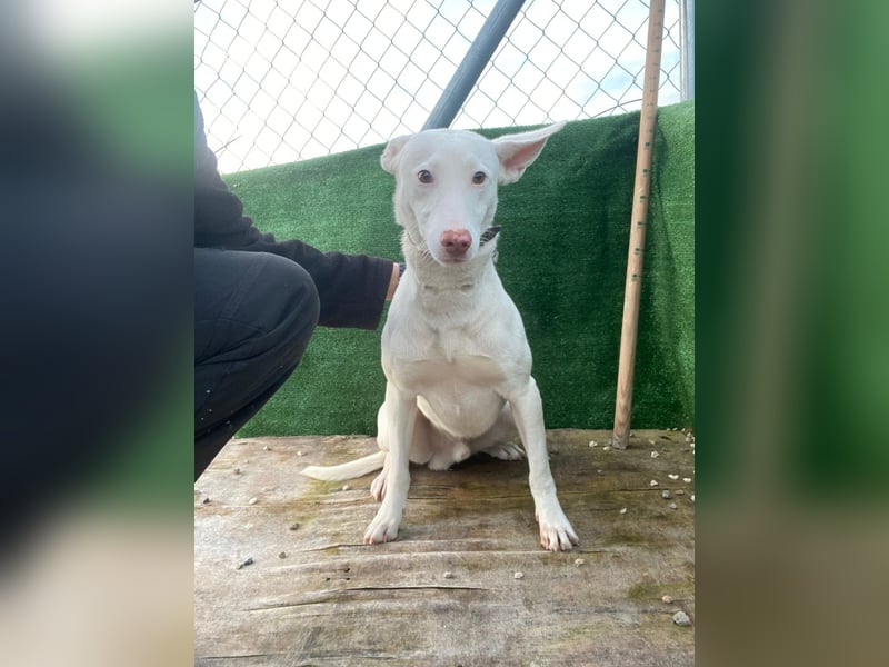 Navidad(LR) junger Rüde spielt und tobt gerne