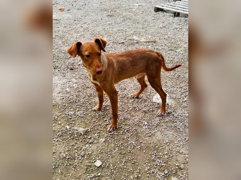 Zeus(JA) wunderschöner Bube sucht sein Zuhause