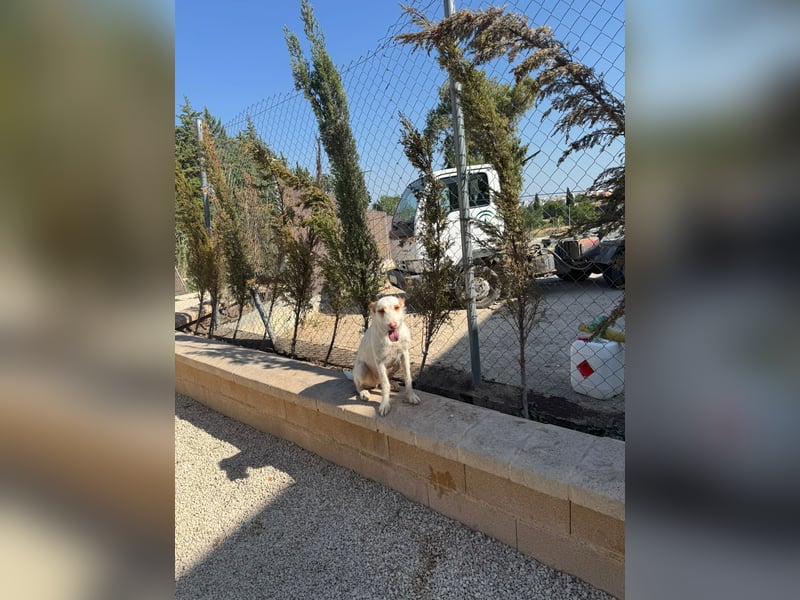 Anton(JA) fröhlicher Hundebub