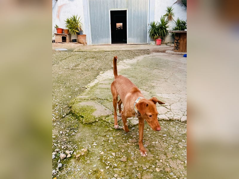 Zeus(JA) wunderschöner Bube sucht sein Zuhause