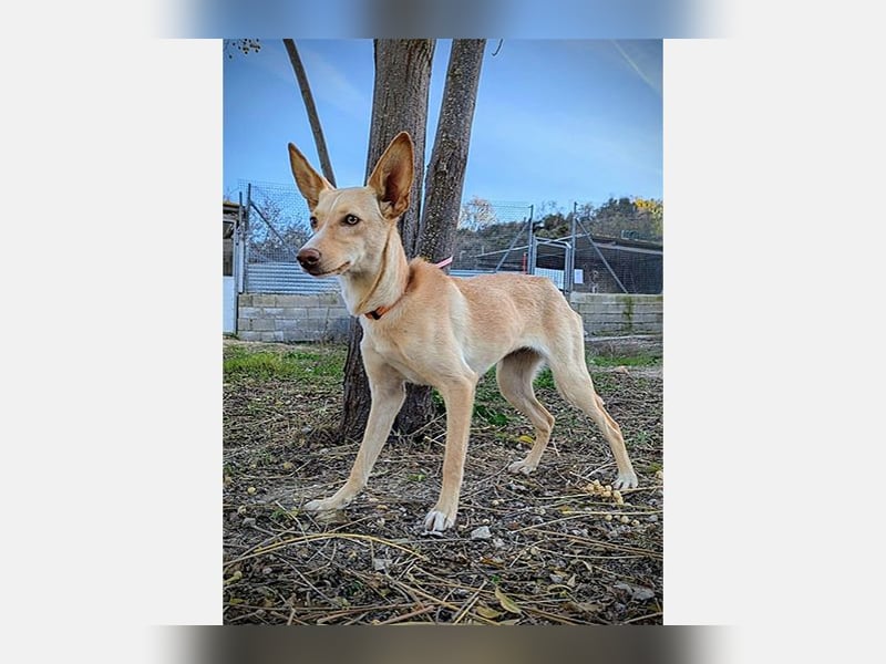 Nala2 (TO) süße Maus erobert jedes Herz im Sturm