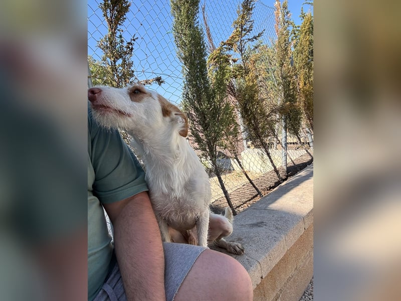 Anton(JA) fröhlicher Hundebub