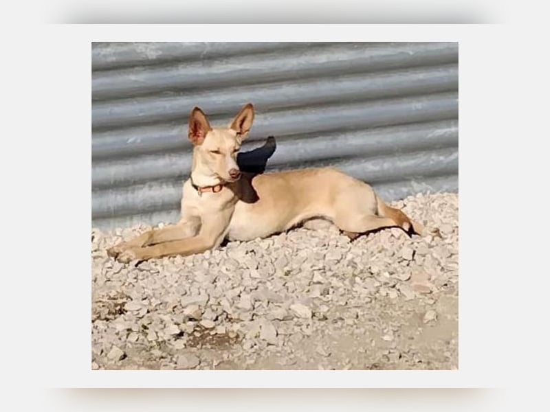 Nala2 (TO) süße Maus erobert jedes Herz im Sturm