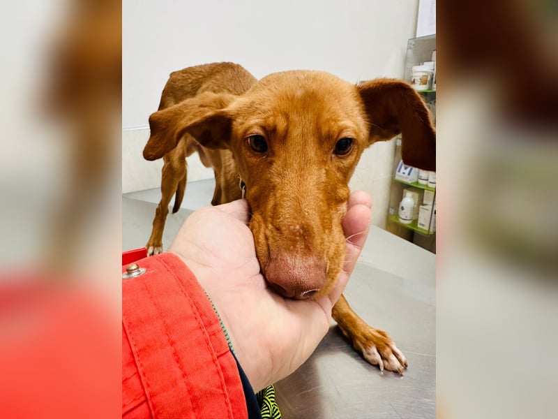 Zeus(JA) wunderschöner Bube sucht sein Zuhause