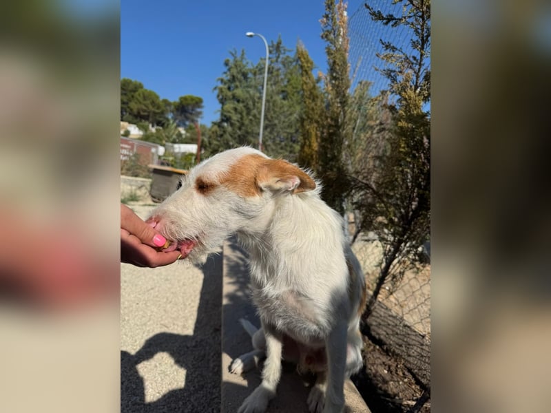 Anton(JA) fröhlicher Hundebub