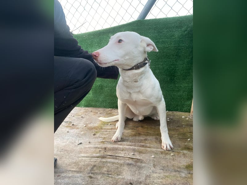 Navidad(LR) junger Rüde spielt und tobt gerne