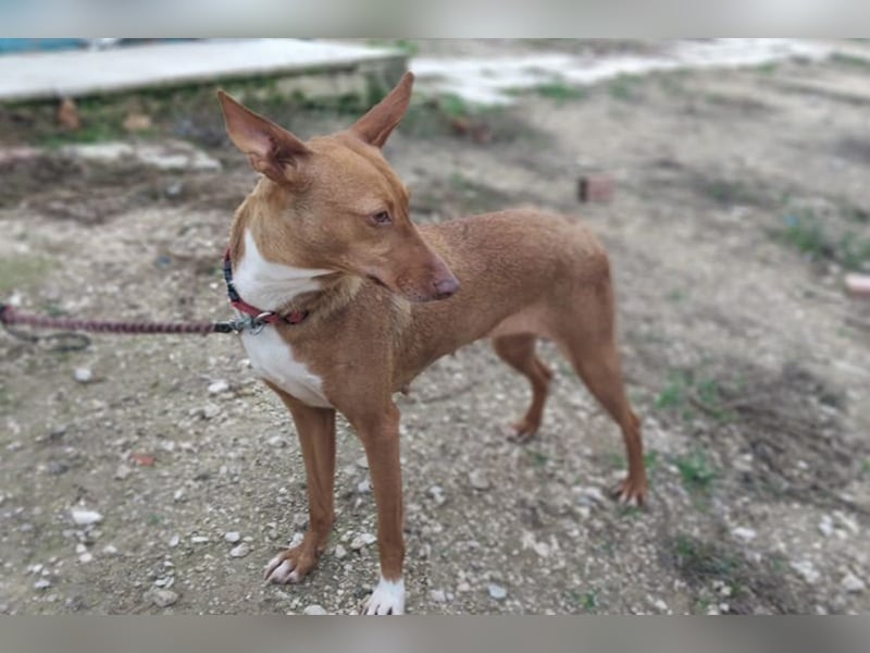 Ween (TO) liebevoll und sanft