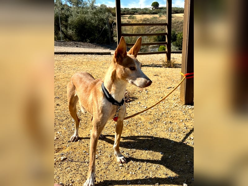 Gloria(TO) wunderschöne Hundemaus