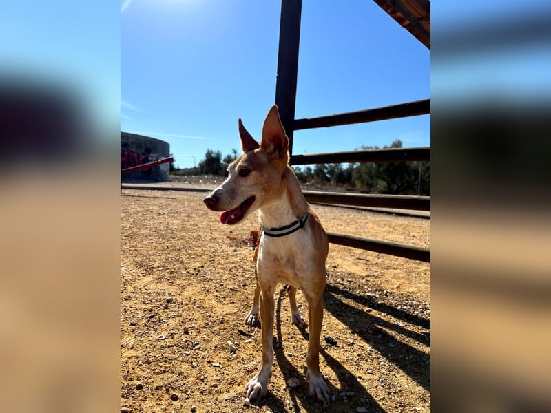 Gloria(TO) wunderschöne Hundemaus