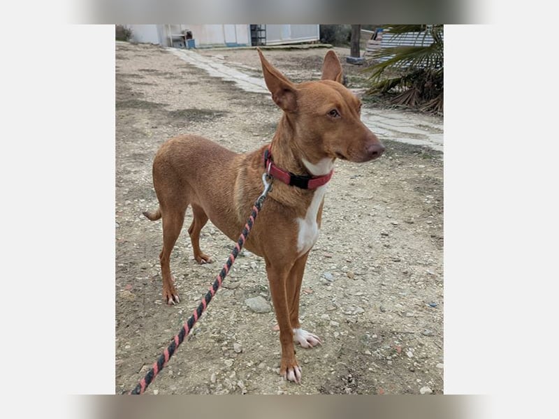 Ween (TO) liebevoll und sanft