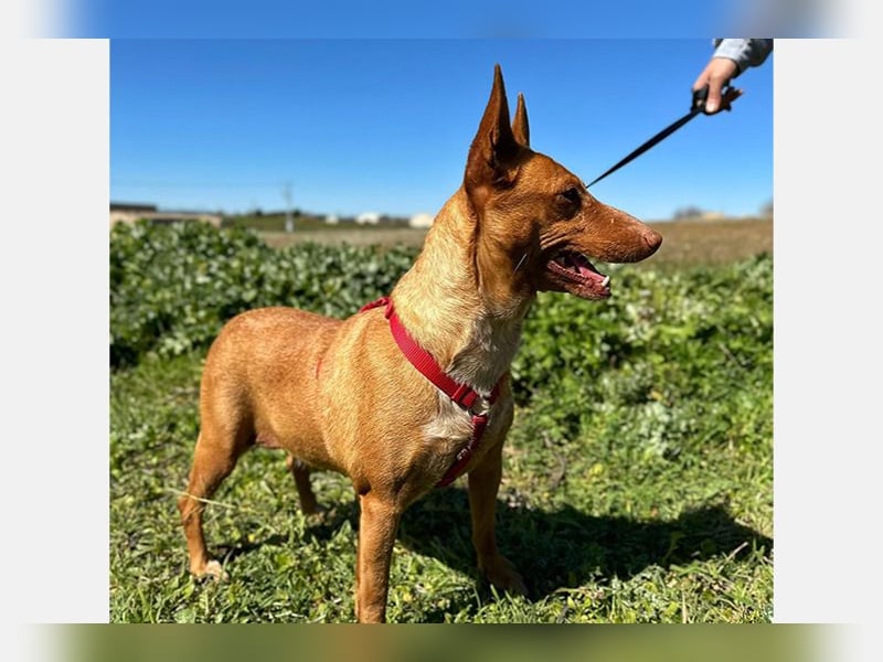 Sonia (LR) liebevolle, menschenbezogene und energiegeladene Hündin