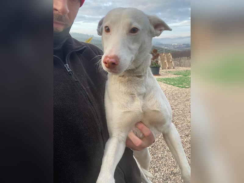 Navidad(LR) junger Rüde spielt und tobt gerne