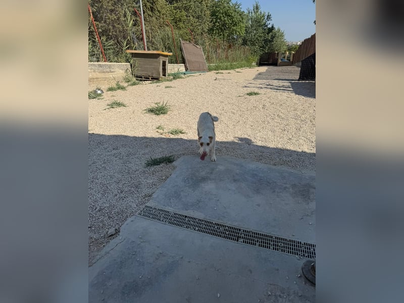 Anton(JA) fröhlicher Hundebub