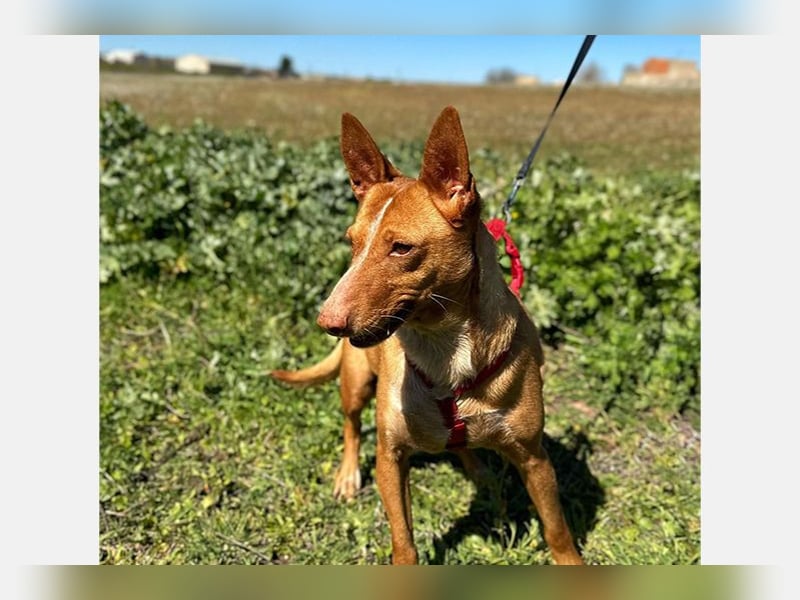 Sonia (LR) liebevolle, menschenbezogene und energiegeladene Hündin