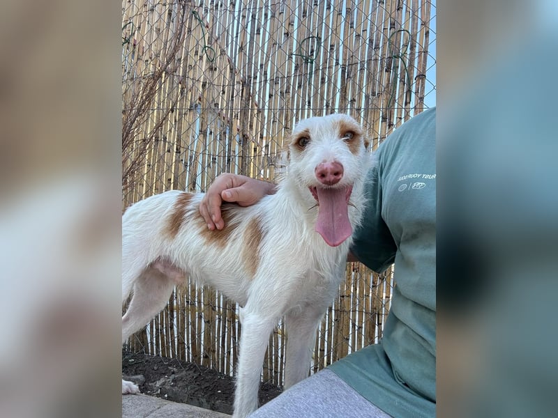 Anton(JA) fröhlicher Hundebub