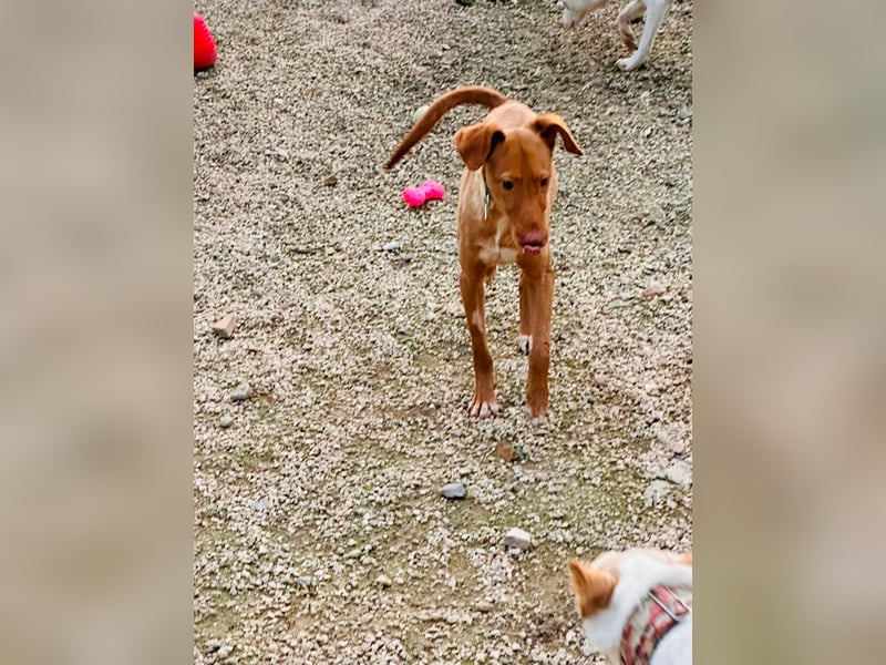 Zeus(JA) wunderschöner Bube sucht sein Zuhause
