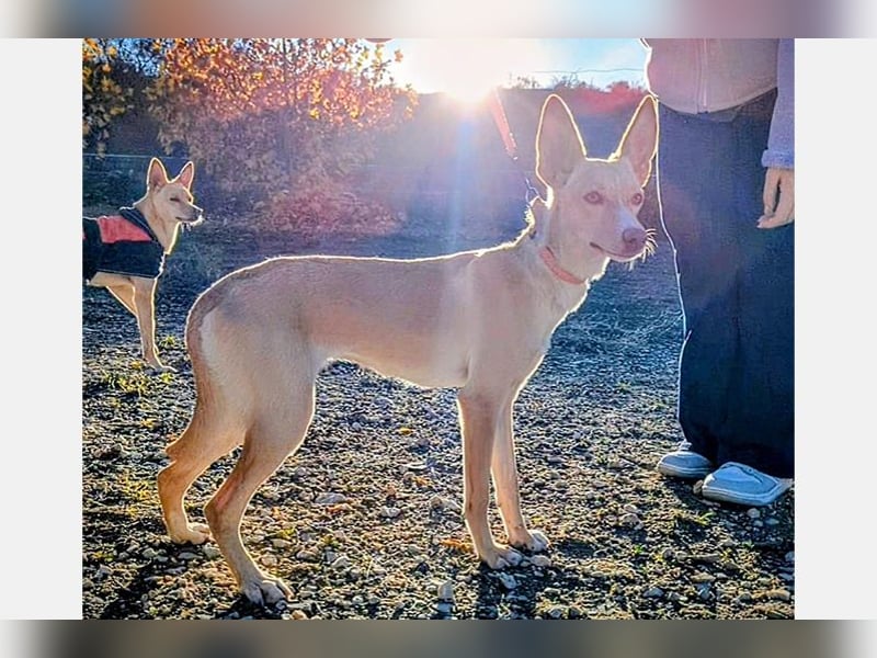 Nala2 (TO) süße Maus erobert jedes Herz im Sturm