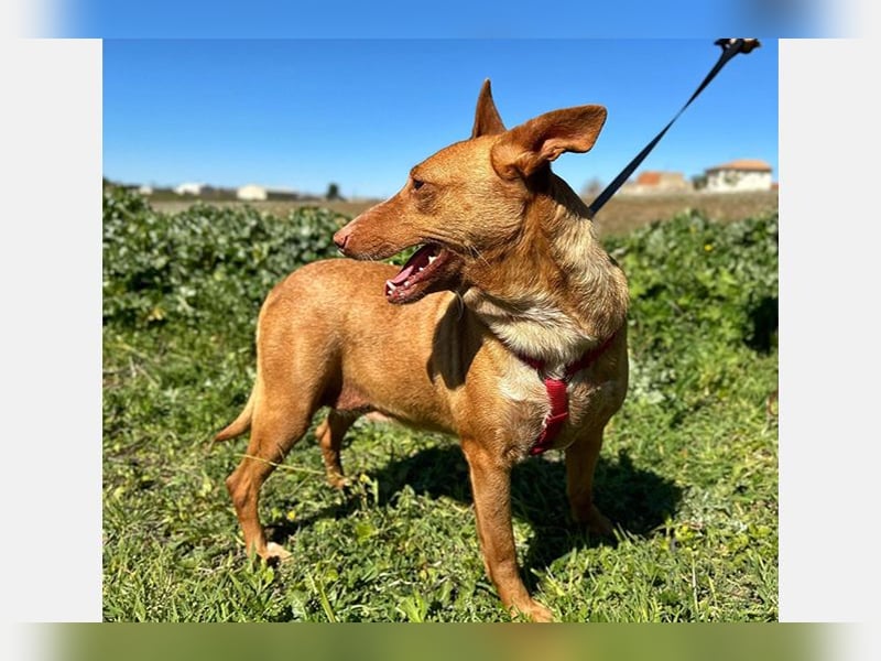 Sonia (LR) liebevolle, menschenbezogene und energiegeladene Hündin