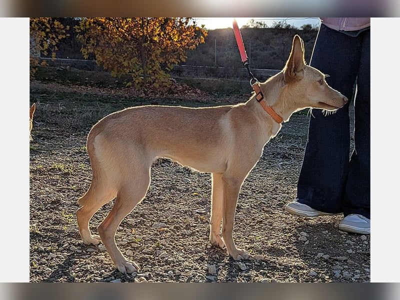 Nala2 (TO) süße Maus erobert jedes Herz im Sturm