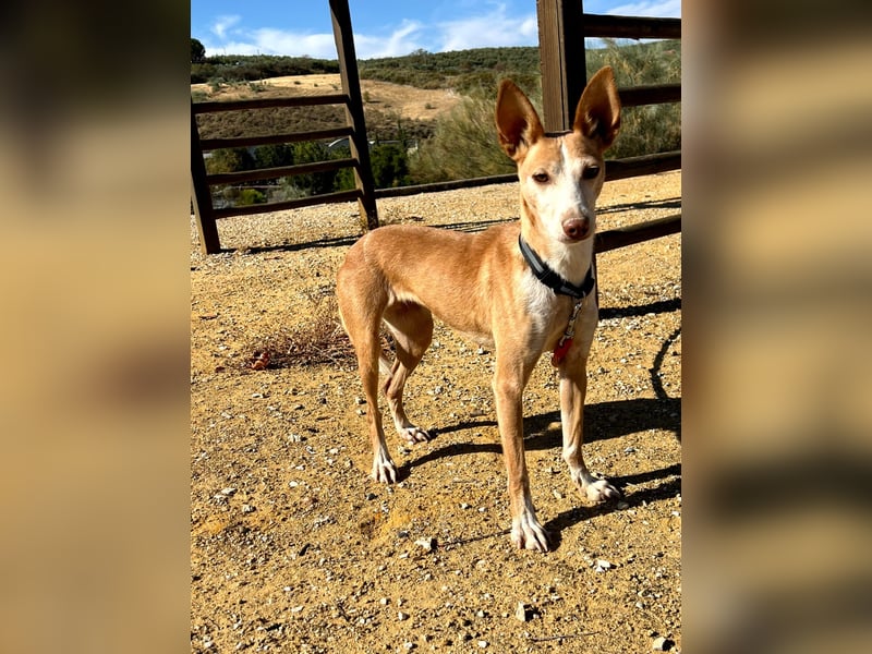 Gloria(TO) wunderschöne Hundemaus