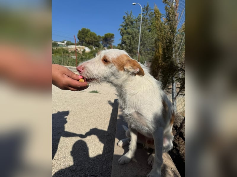 Anton(JA) fröhlicher Hundebub