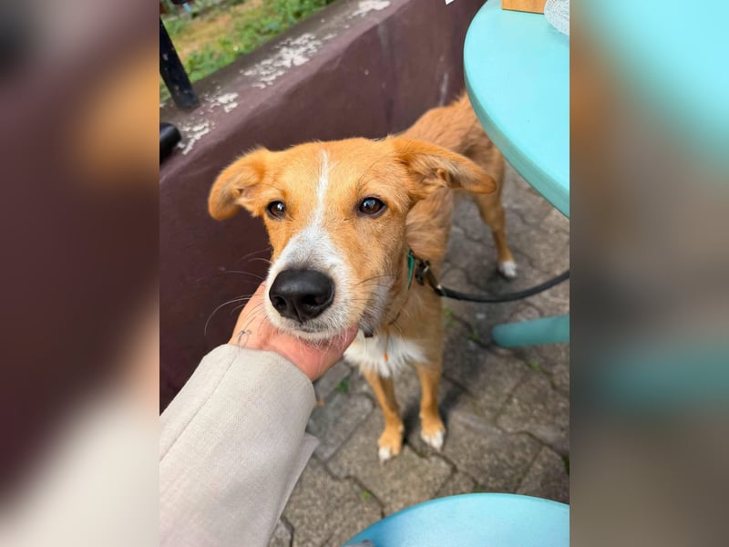 Lernfreudiger Podenco-Mix mit Ressourcenprolem - Toni wartet in 63150 Heusenstamm.