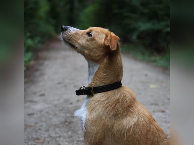 Lernfreudiger Podenco-Mix mit Ressourcenprolem - Toni wartet in 63150 Heusenstamm.