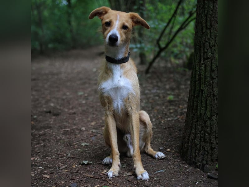 Lernfreudiger Podenco-Mix mit Ressourcenprolem - Toni wartet in 63150 Heusenstamm.