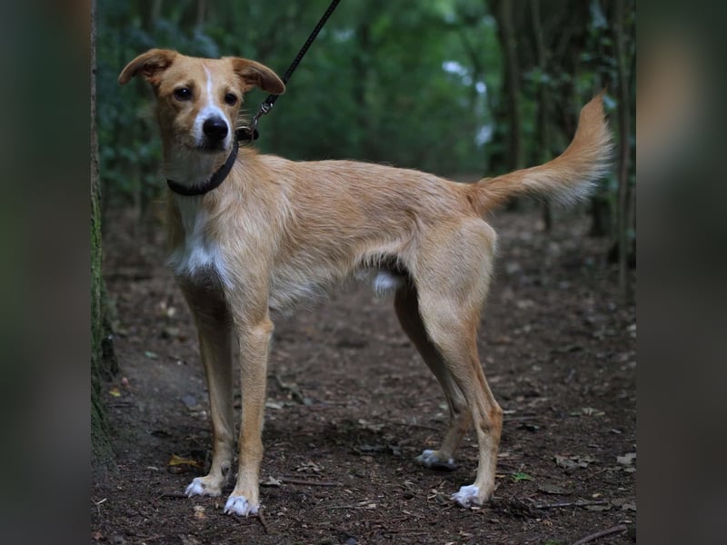 Lernfreudiger Podenco-Mix mit Ressourcenprolem - Toni wartet in 63150 Heusenstamm.