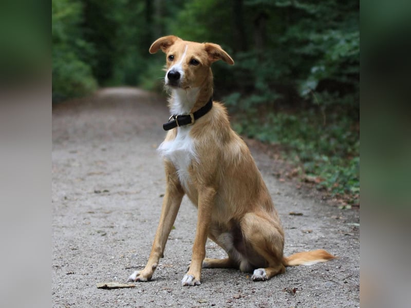 Lernfreudiger Podenco-Mix mit Ressourcenprolem - Toni wartet in 63150 Heusenstamm.