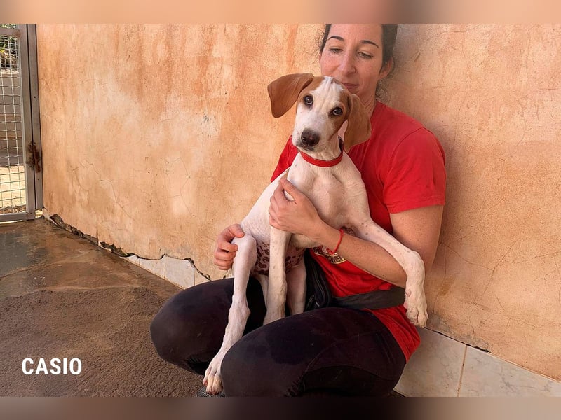 9 Welpen aus Spanien suchen ihre Besitzer