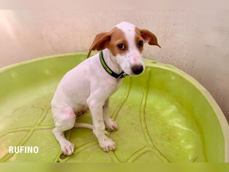 Rufino sucht ein Zuhause