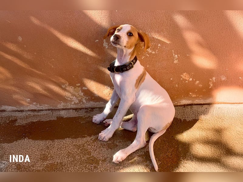 Inda - eine Zuckerschnute