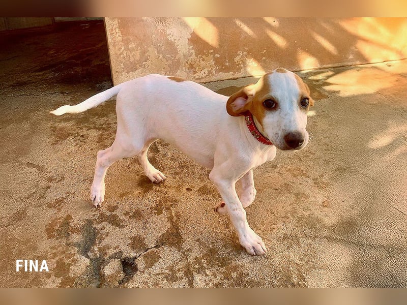 Fina auf Körbchensuche