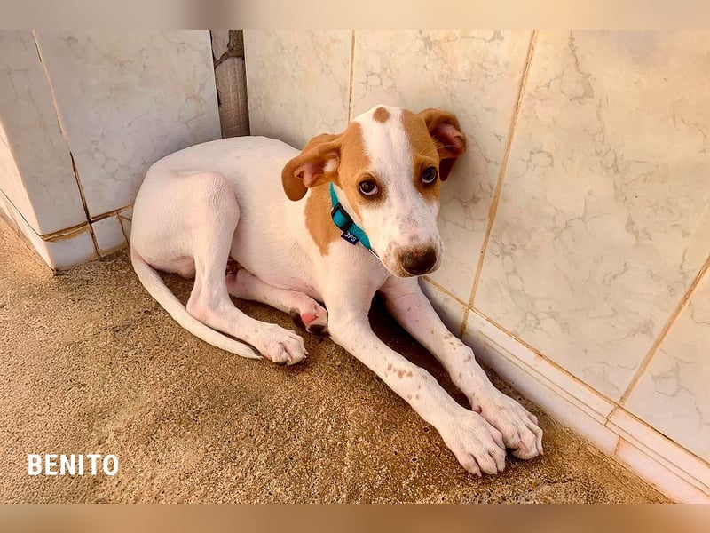 Benito sucht sein Glück