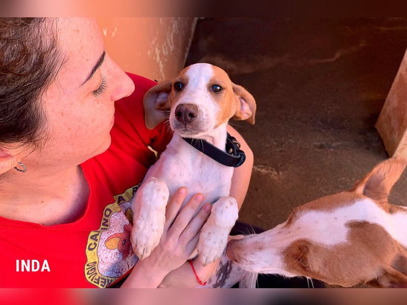 Inda - eine Zuckerschnute